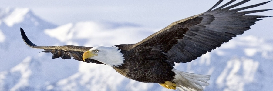 Parábola del Águila